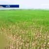 Посуха в КНДР загрожує масштабним голодом