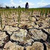 Крым потерял половину урожайности из-за нехватки воды