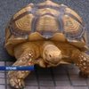 Черепаха з Токіо допомагає господареві ховати людей