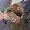 В США поймали опасную для мужчин рыбу с человеческими зубами (видео)