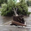Страшный ураган в Луганске повырывал деревья с корнем (видео)