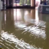 Потоп в Сочи уничтожил сотни квартир (видео)