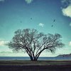 Фотограф из Швеции 2 года следит за метаморфозами необычного дерева (фото)