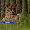 Зоопарк Німеччини поповнився дитинчатами гепарда