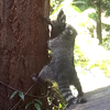 Мама-енот настойчиво учила детеныша взбираться на дерево (видео)