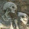 Под Львовом найдены останки детей со следами пыток (видео)