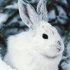 Кролик пытается убежать от снежной лавины (видео)