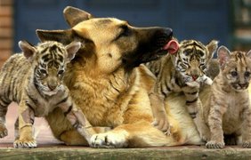 Малыши бенгальского тигра и пумы отлично ладят с немецкой овчаркой в доме ветеринара из Сиднея, Австралия