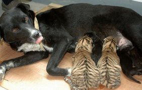 Собака стала кормилицей для двух тигрят в зоопарке китайского города Хэфэй.