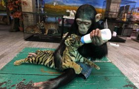 Шимпанзе Додо кормит тигренка Аорна из бутылочки на крокодильей ферме в Таиланде.