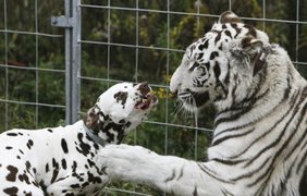Белый тигр Бомбей и далматинец Джек не только играют вместе, они и живут в одном корпусе цирка «Уильям», Берлин, Германия.