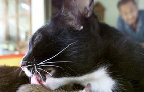 Семилетняя кошка Ауан лижет трехлетнего мышонка Джину. Кошка нашла мышонка совсем маленьким и стала его покровительницей, Таиланд.