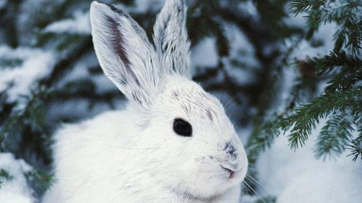 Белый кролик отчаянно убегает от снежной лавины. Фото hybridchildrencommunity.com