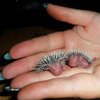 Носатые ежики и лысые голуби: как выглядят животные при рождении (фото)
