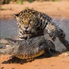 От смертельной схватки ягуара и крокодила стынет кровь (видео)