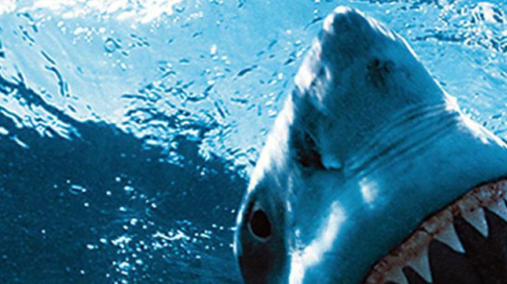 Соучредитель Microsoft выделил $4 миллиона на селфи с акулами (видео)