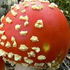На Херсонщині троє людей отруїлися грибами