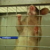 У Кабмоджі пацюків навчили шукати міни
