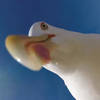 Чайка сняла селфи на украденную камеру GoPro (видео)