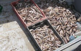 У берегов Мариуполя задержали рыбаков-браконьеров