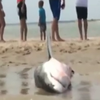 Пляжники у США врятували акулу від смерті