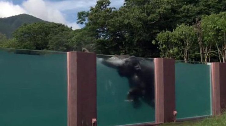 "Заплыв" слона в прозрачном бассейне