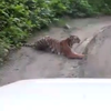 В Сибири тигрица-меломан заслушалась музыкой из авто (видео)