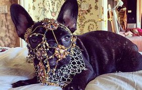 Собачка Леди Гаги в новых аксессуарах от Alexander McQueen. Instagram/ladygaga's