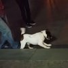 Собака-скейтбордист покорила одесситов своими трюками (видео)