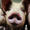 В Украину вернулась африканская чума свиней