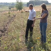 Землю кладовища на Тернопільщині віддали фермеру