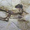 В Китае нашли уникальный скелет и 200 яиц динозавра