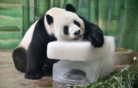 Как животным в зоопарках помогают справится с жарой