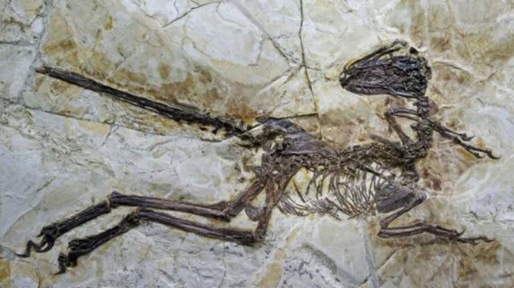 Скелет динозавра из Китая. Фото: xihuashe.lofter.com