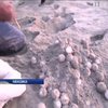 У Мексиці викрали тисячі яєць рідкісних черепах