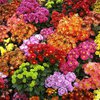 В России сожгут 5 тысяч иностранных цветов