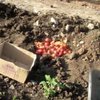 В России публично сожгли санкционные помидоры (видео)