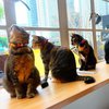 В Киевском кафе посетителей будут привлекать коты