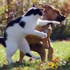 Ученые раскрыли причину вражды кошек и собак