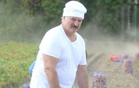 Александр Лукашенко с сыном добывает картошку
