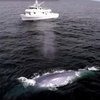 Синий кит "обломал" журналистов BBC (видео)