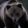 Сахалинцы переехали медведя и угрожали его изнасиловать  