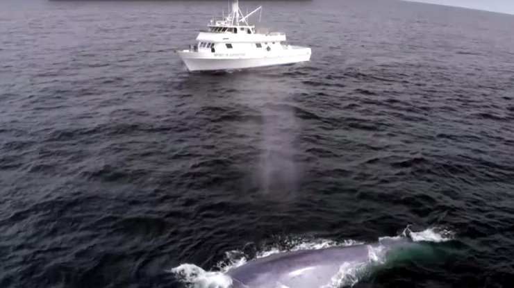 Неожиданное появление синего кита в кадре журналистов