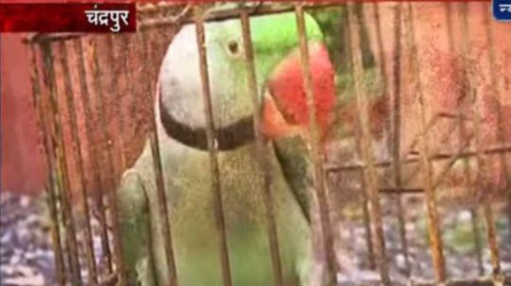 На следственном эксперименте попугай вел себя скромно.