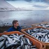 В Норвегии резко осадили Россию из-за проверки рыбы