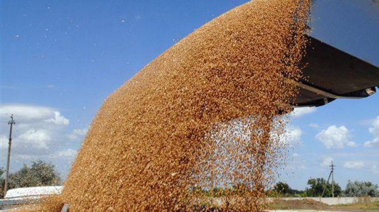 Около 250 тысяч тонн зерна в Госрезерве "куда-то пропали"