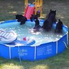 Семья медведей отобрала у ребенка бассейн и качели (видео)