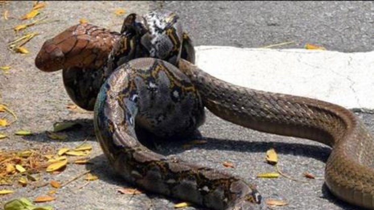 В Сингапуре сразились питон и кобра