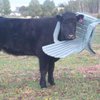 В Англии корова застряла в пластиковом стуле (фото)