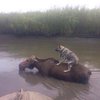 В затопленном зоопарке Уссурийска гибнут животные (фото)